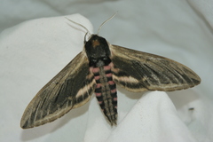 Sphinx ligustri