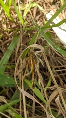 Erythrodiplax nigricans