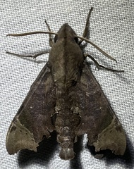 Temnora zantus