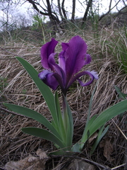 Iris pumila