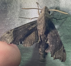 Temnora zantus