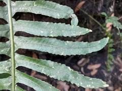 Polypodium macaronesicum image