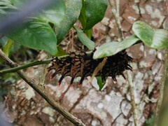 Troides aeacus formosanus