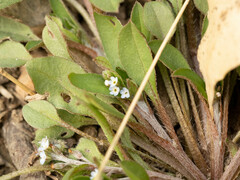 Trigonotis peduncularis