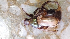 Anomala testaceipennis