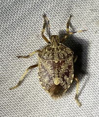 Halyomorpha