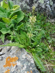 Pedicularis pubiflora