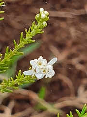 Selago corymbosa