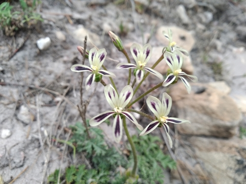 Pelargonium triste (L.) L'Hér. 2