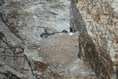 Ptyonoprogne fuligula