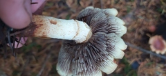 Pholiota velaglutinosa