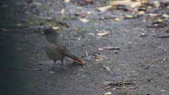 Perisoreus infaustus