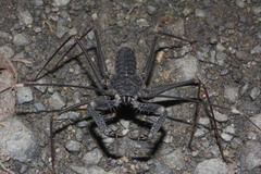 Acanthophrynus coronatus