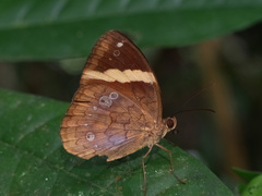 Xanthotaenia busiris