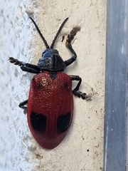 Coraliomela quadrimaculata