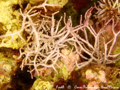 Amphiroa rigida