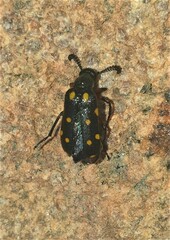 Ceroctis bohemanni