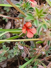 Indigofera sp12