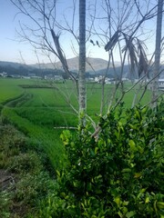 Dicrurus macrocercus