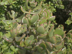 Crassula ovata