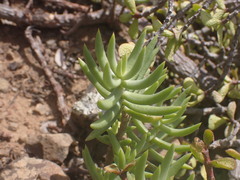 Crassula tetragona