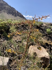 Berberis empetrifolia