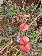 Indigofera sp12