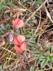Indigofera sp12