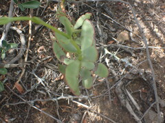 Crassula cultrata