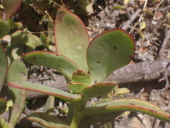 Crassula cultrata