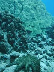 Acanthaster planci