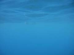 Tylosurus crocodilus