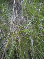 Carex humilis
