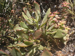 Crassula cultrata