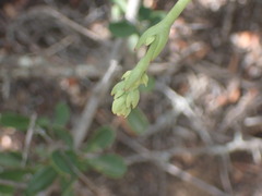Crassula cultrata