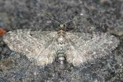 Eupithecia tripunctaria