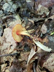Hygrocybe acutoconica microspora