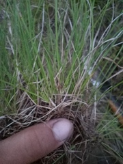 Carex humilis