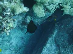 Forcipiger longirostris