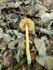 Hygrocybe acutoconica microspora