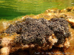 Dendropoma cristatum