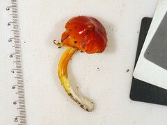 Hygrocybe acutoconica microspora