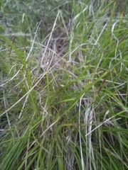 Carex humilis