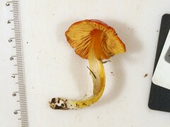 Hygrocybe acutoconica microspora