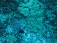 Xanthichthys auromarginatus