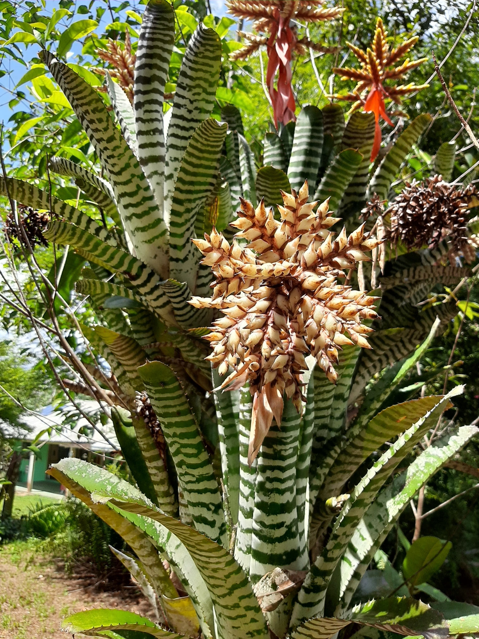 Amazonian Zebra-plant (Aechmea chantinii)  iNaturalist