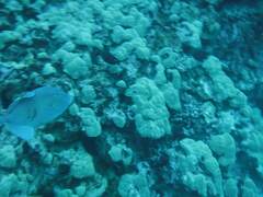 Xanthichthys auromarginatus