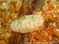 Lepidopleurus cajetanus