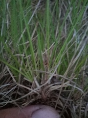 Carex humilis