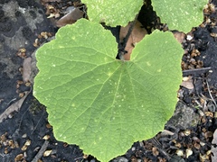 Pericallis papyracea image